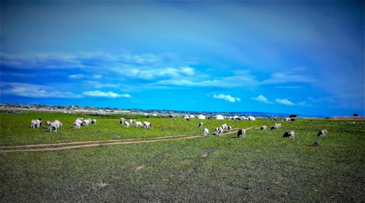 内モンゴル遊牧民族ゲル生活体験