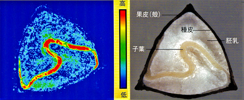 そばの実　断面2
