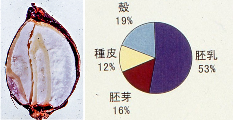 そばの実　断面