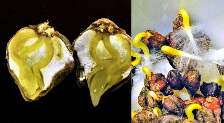 そばの実　発芽